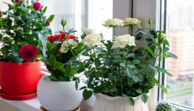 Piante e fiori da piantare nel mese di ottobre