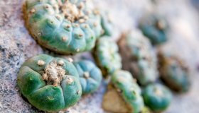 Peyote: cos’è e che effetti provoca