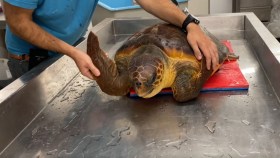 Tita è salva: la tartaruga ora è nell’acquario di Genova