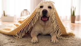 200222_gestire-il-cane-da-solo-a-casa