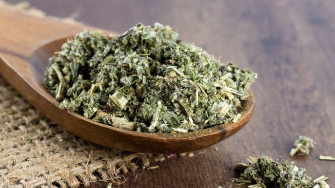 Artemisia: proprietà, utilizzi e controindicazioni