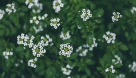 Nasturzio: proprietà, controindicazioni e cosa si mangia