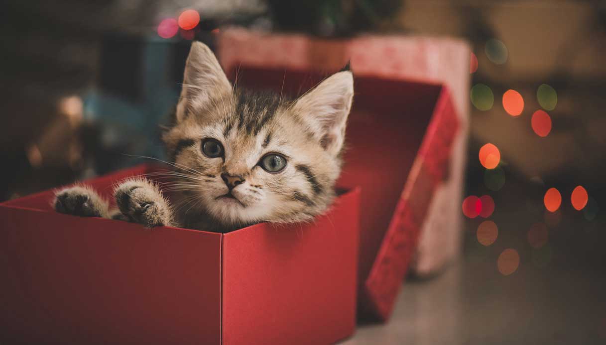 Regali per gli amanti dei gatti: 20 idee regalo utili e originali!