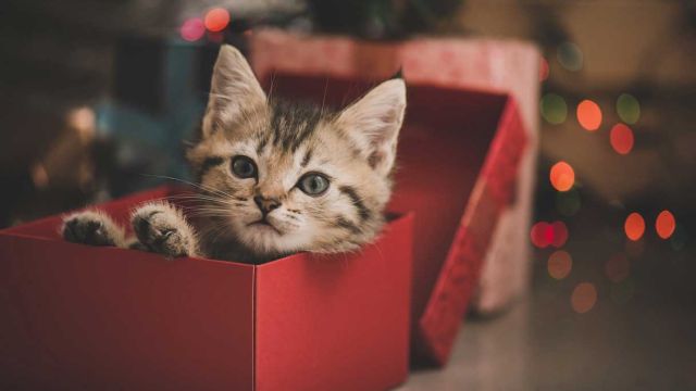 Regali per gli amanti dei gatti: 20 idee regalo utili e originali!