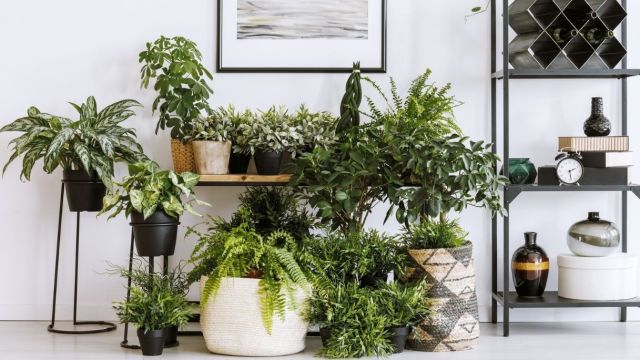 Contro la muffa e l'umidità, metti queste piante in tutta la casa