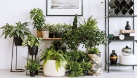 Which plants to choose to combat mold and humidity