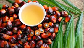 Olio di palma