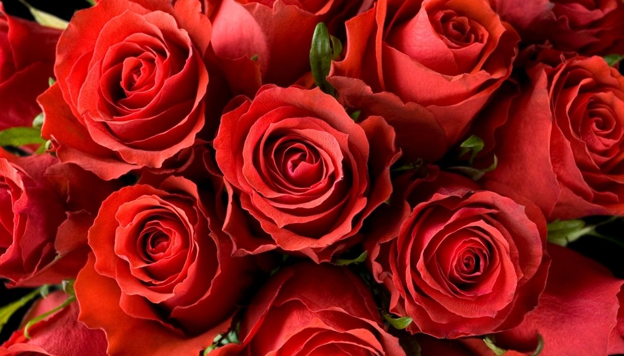 San Valentino, è tempo di regali. Dalle rose rosse all'acquisto di una  stella vera - Notizie - CentroPagina - Cronaca e attualità dalle Marche