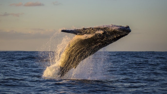 Balena: simbologia di un animale guida