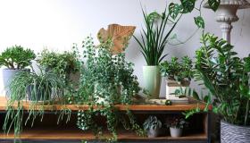 10 piante che purificano l’aria in casa