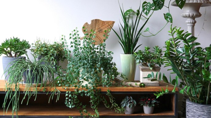 10 piante che purificano l’aria in casa