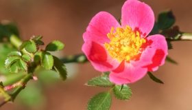 Rosa mosqueta: proprietà, benefici e utilizzi