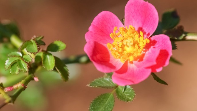 Rosa mosqueta: proprietà, benefici e utilizzi
