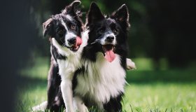 Domande e risposte ad alcune importanti curiosità sui cani