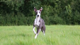 Perchè i cani sono tanto impegnativi