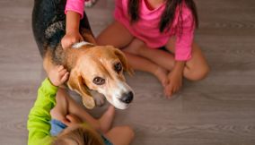 cane guarda il mondo