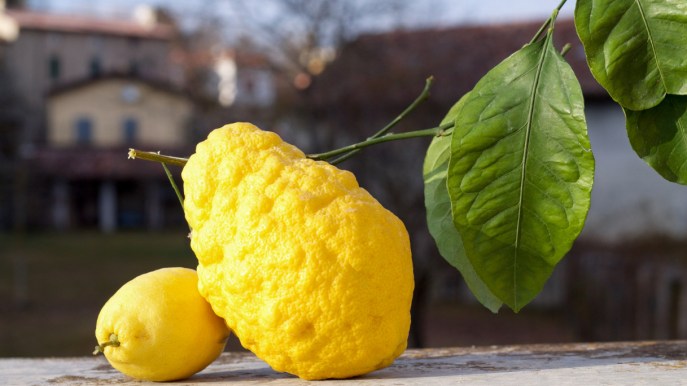 Il limone di pane, il frutto raro che devi provare assolutamente
