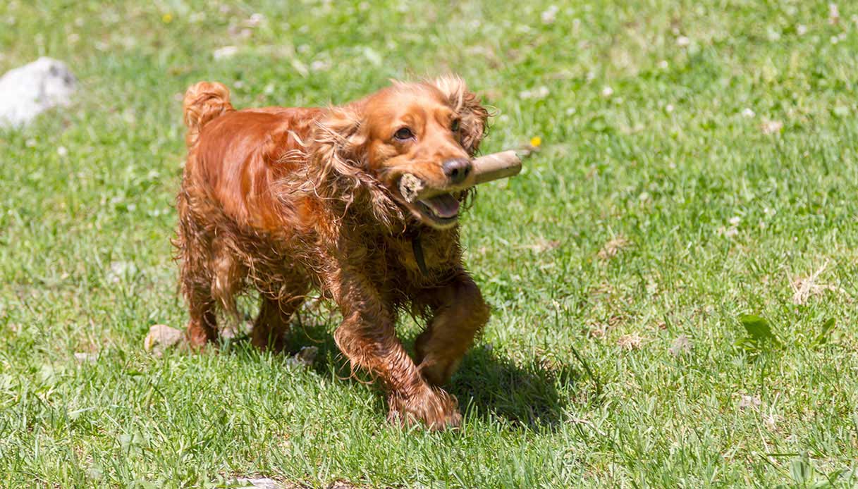 I cani sono geneticamente portati a interagire con noi? 