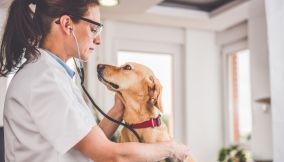 Cane dal veterinario