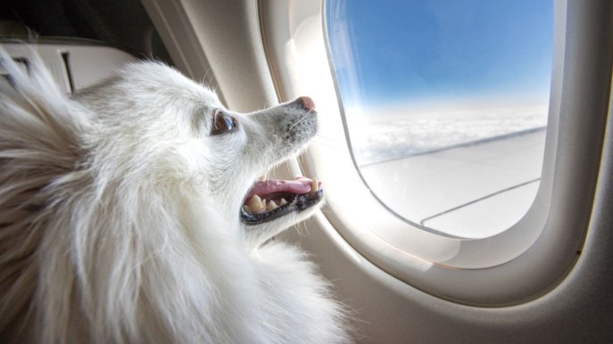 Cani in aereo: tutte le regole e i consigli per portarli in vacanza