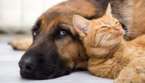 Dove lasciare gli animali domestici quando vai in vacanza