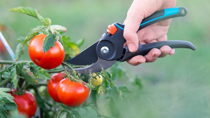 Pomodori, i segreti della potatura e gli errori fatali