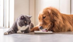 probiotici cani gatti