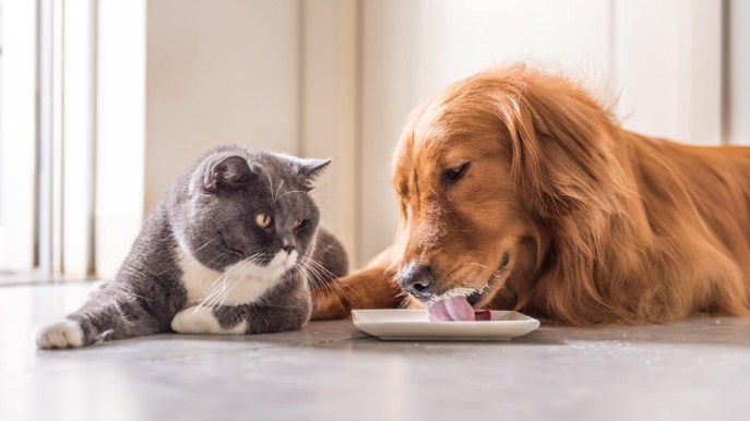 Probiotici per cani e gatti: cosa sono e a cosa servono