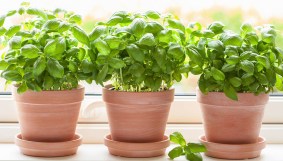 Collect basil at home