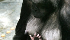 Binti Jua salvò un bambino, con amore. Ed è una gorilla, ma questo non conta