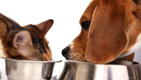 Alimentazione di cani e gatti per supportare il benessere intestinale