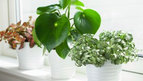 Moscerini nelle piante? Il metodo del bicarbonato funziona davvero