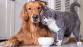 pensione per animali