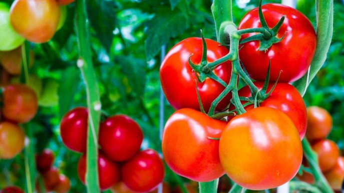 Pomodori, i segreti della potatura e gli errori fatali