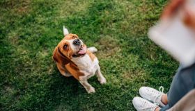 Come addestrare un cane