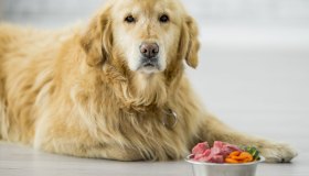 Corretta alimentazione del cane