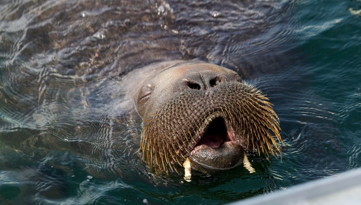 Freya, il tricheco che adora fare i pisolini in barca è già una star