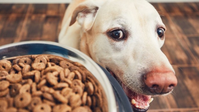 Come addestrare il cane a non prendere il cibo da estranei