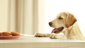 alimentazione cani