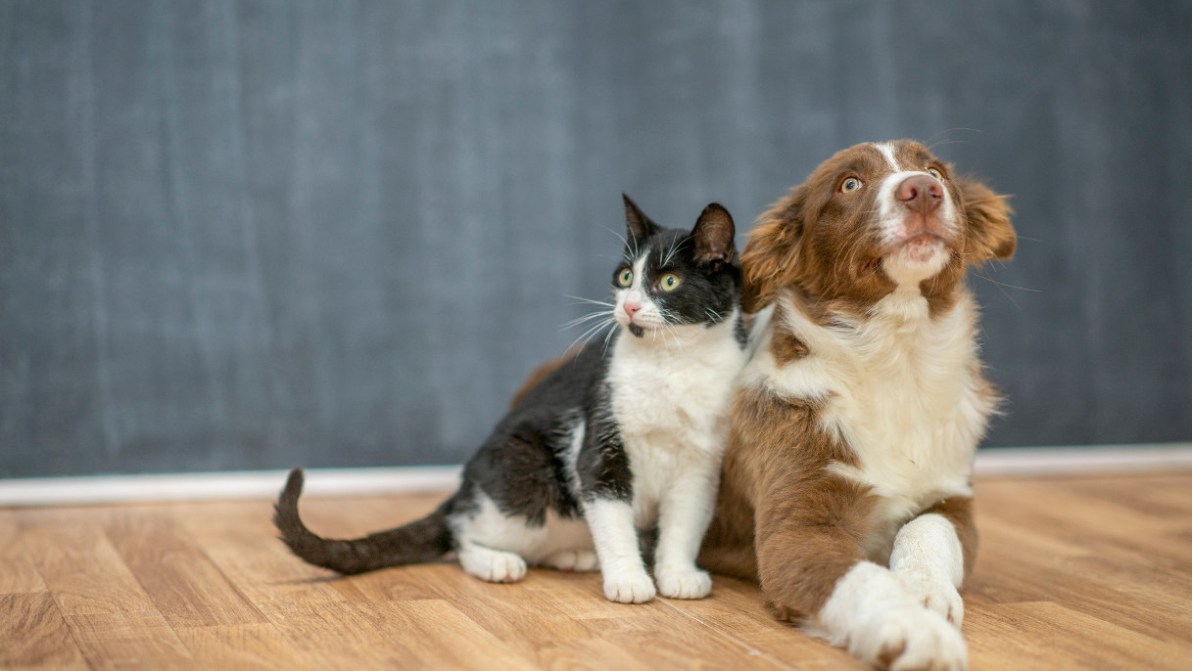 Benessere di cani e gatti: cosa c’è da sapere