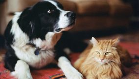 cane e gatto