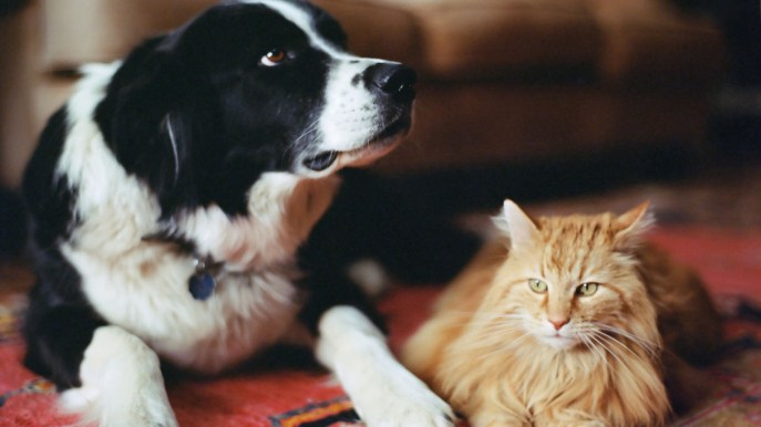 Stress nel cane e nel gatto: quali sono i segnali e come fare