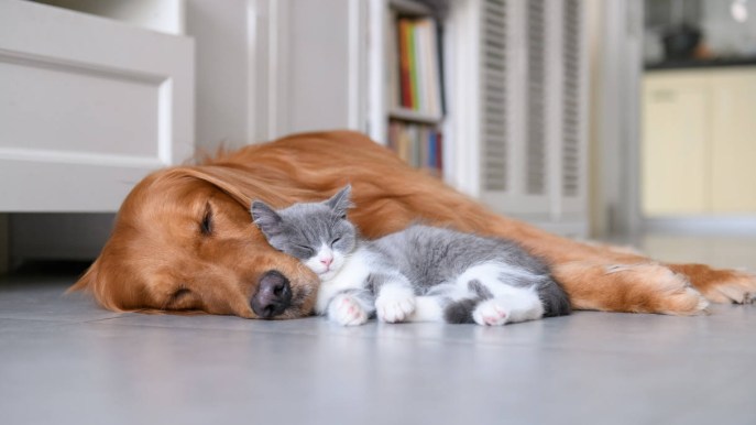Da cuccioli ad adulti: 3 consigli per accogliere (e crescere) cani e gatti