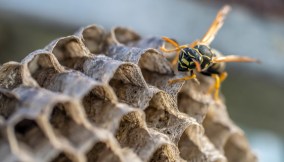 Come eliminare un nido di vespe