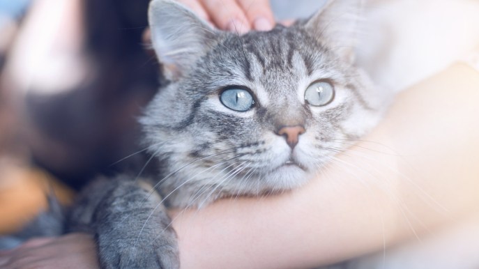 Disturbi intestinali nel gatto: come riconoscerli