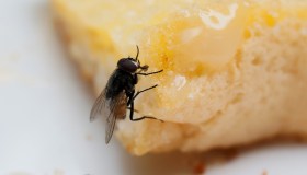 Come allontanare le mosche: la miscela micidiale