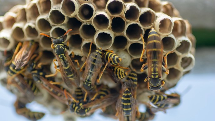 Nido di vespe in casa: il trucco dell’aceto funziona sempre