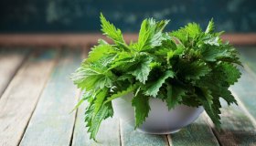 Ortica: proprietà, benefici e ricette