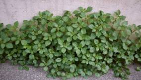 Parietaria proprietà