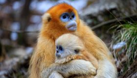 Assistere il parto: la straordinario caso delle scimmie levatrici